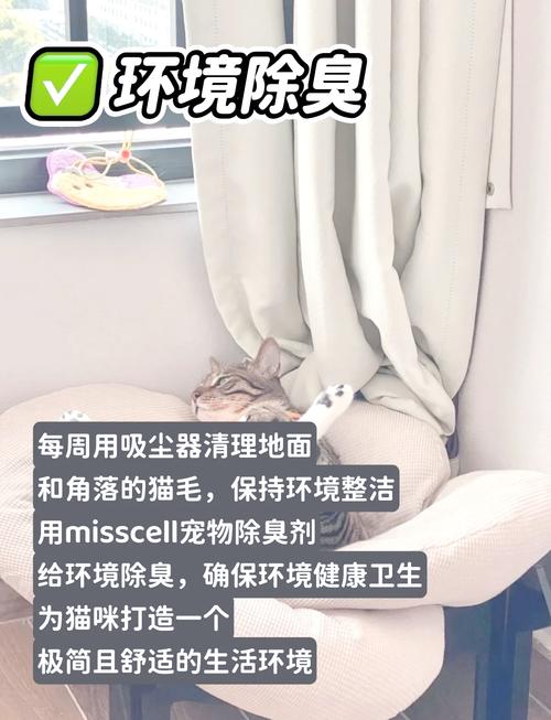 租房子小怎么养猫