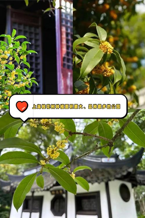 徐汇区桂花园