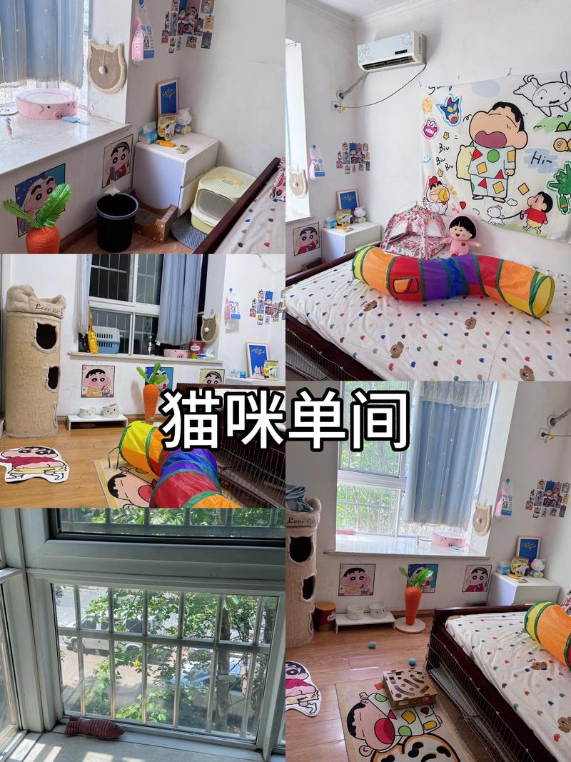 租房小房间怎么养猫