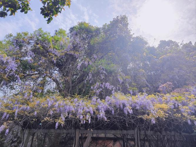 武汉香港路紫藤花园
