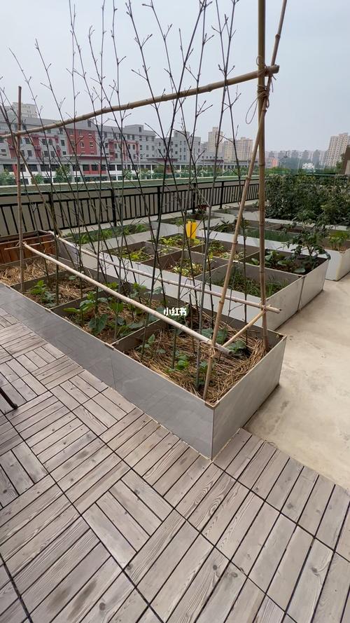 楼顶露台小花园种菜