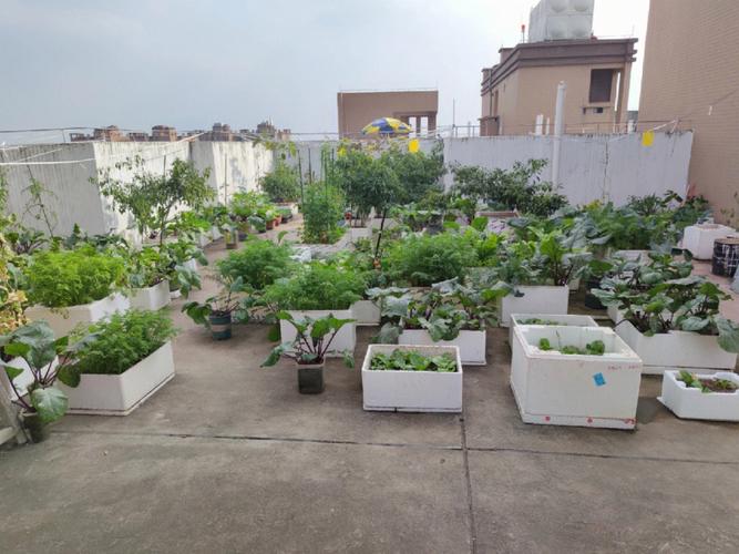 楼顶露台小花园种菜