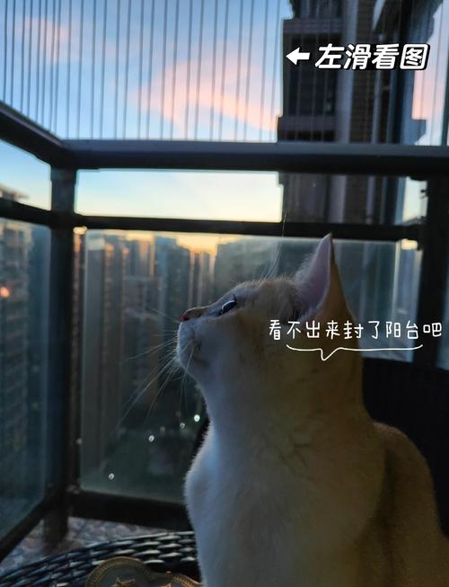 租房没封阳台怎么养猫