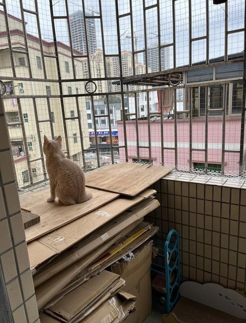 租房没封阳台怎么养猫
