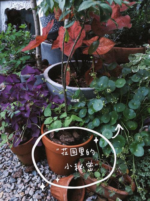 呼市伯爵花园的秘密