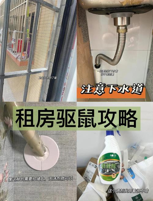 出租房怎么除老鼠