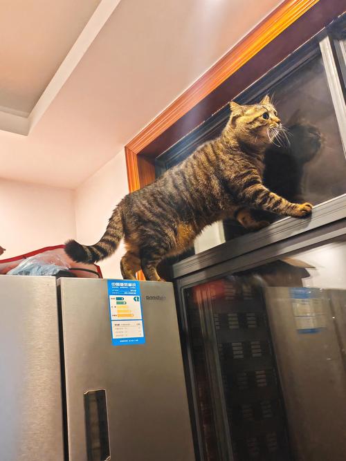 猫咪出租房怎么养