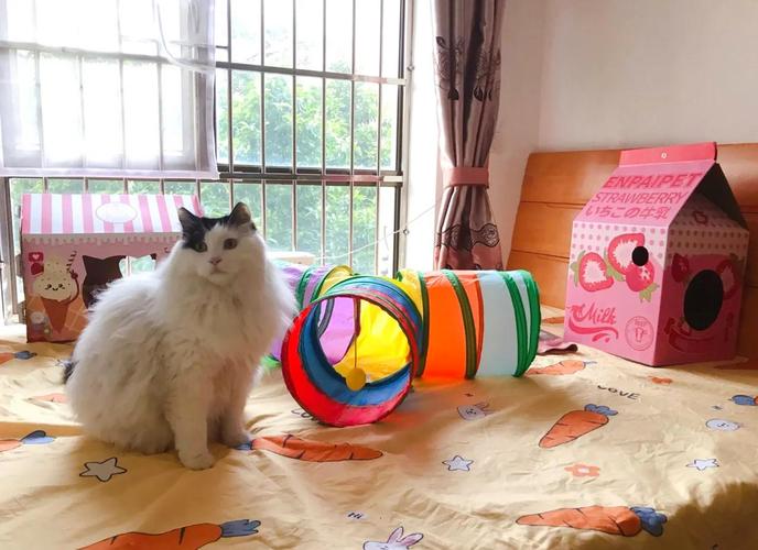租房怎么做猫门