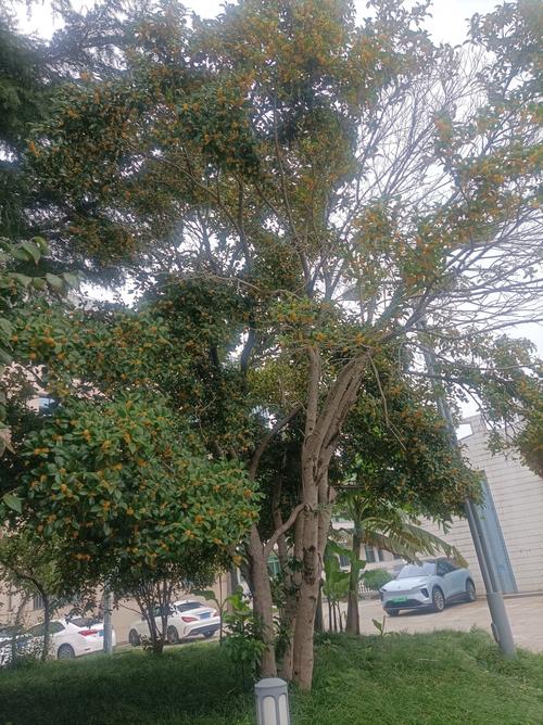 明城新村桂花园