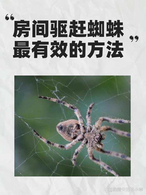 出租房怎么除蜘蛛