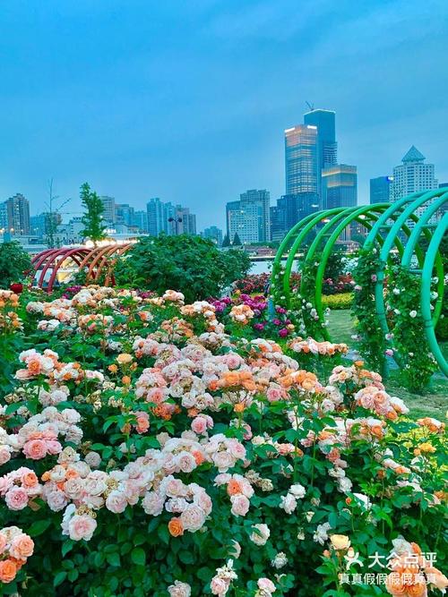 夏威夷南岸玫瑰花园