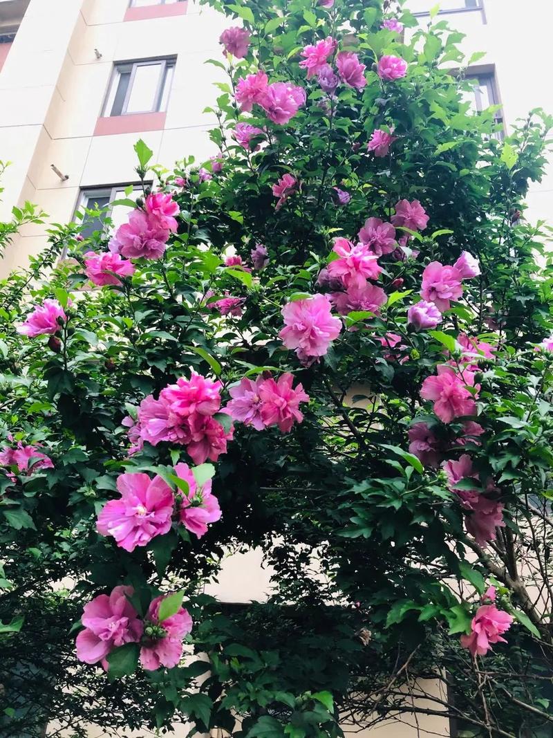 雨庭花园地图