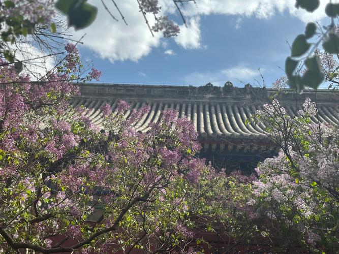 塔城丁香花园