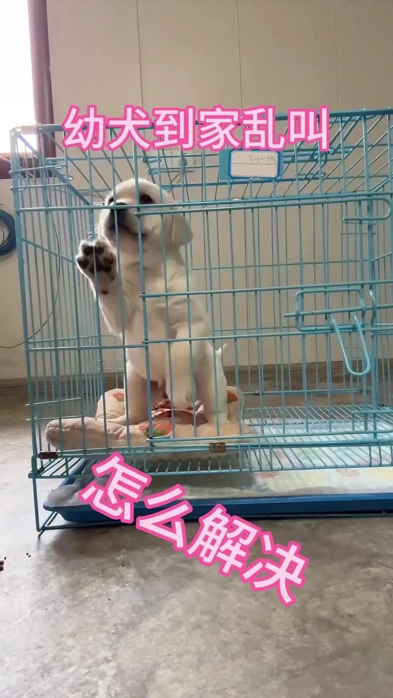 租房狗叫怎么办
