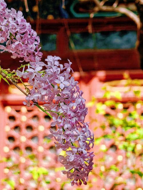 丁香花园论坛