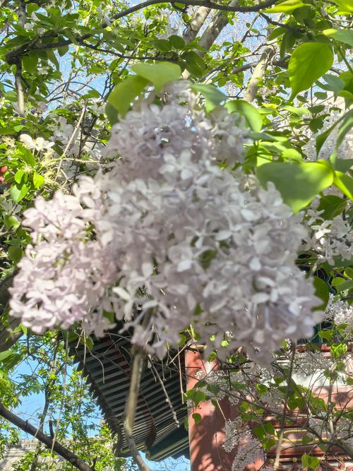 丁香花园论坛
