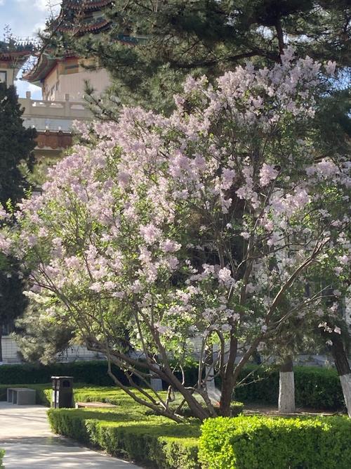 丁香花园论坛