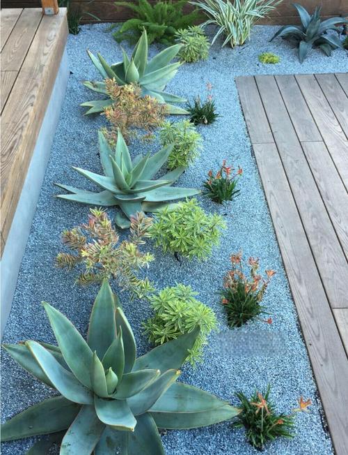 入户花园种什么植物