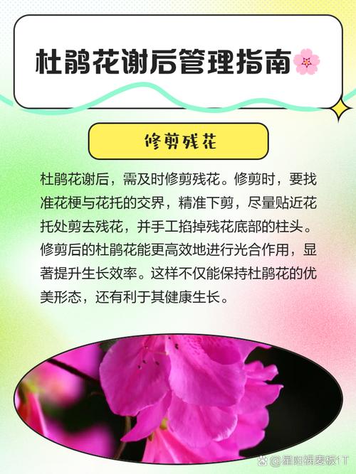 后花园具体怎么服务