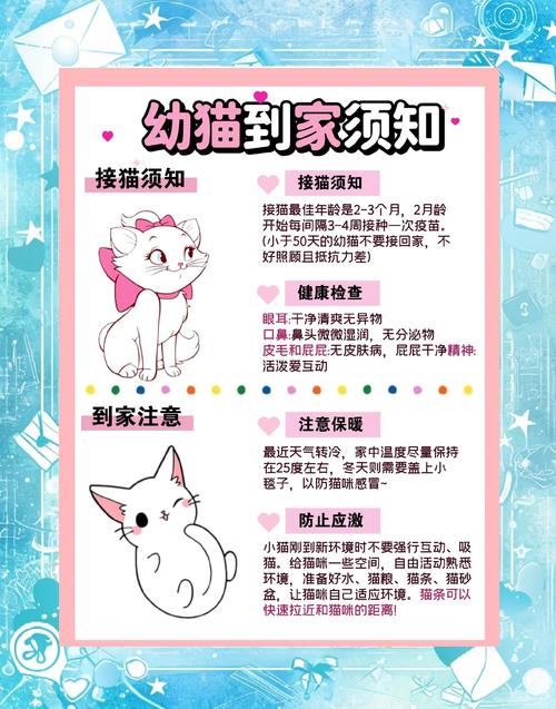 租房房间小怎么养猫