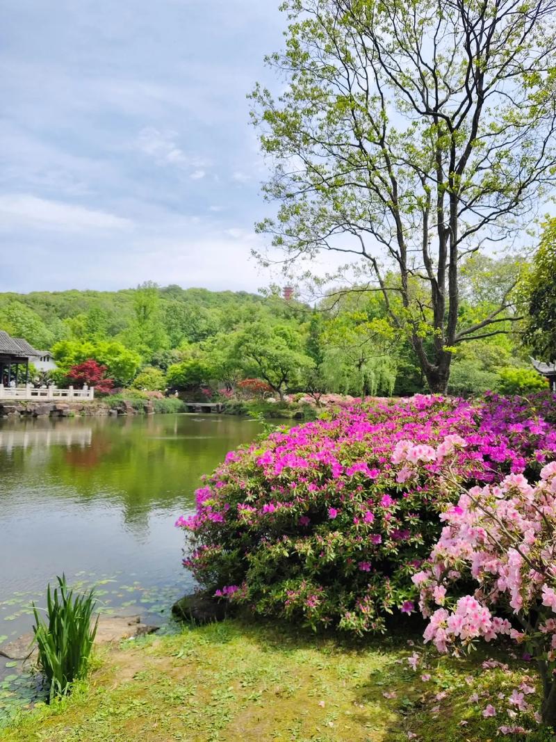 杜鹃花园1
