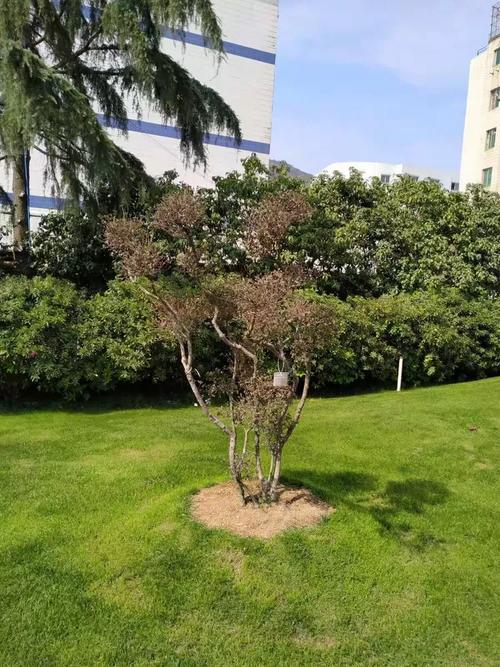 宝龙花园命案