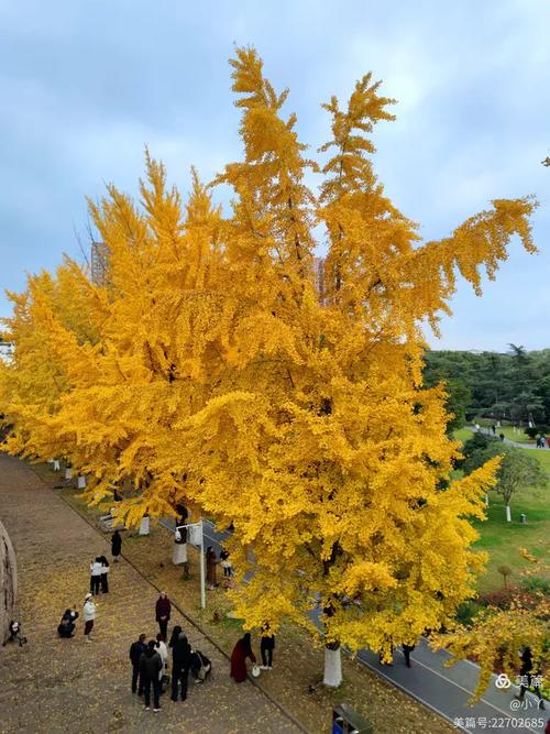 德阳银杏花园