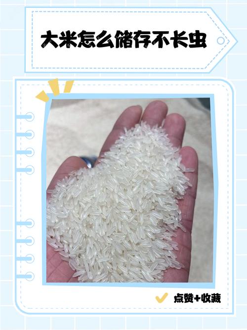 租房大米怎么储存