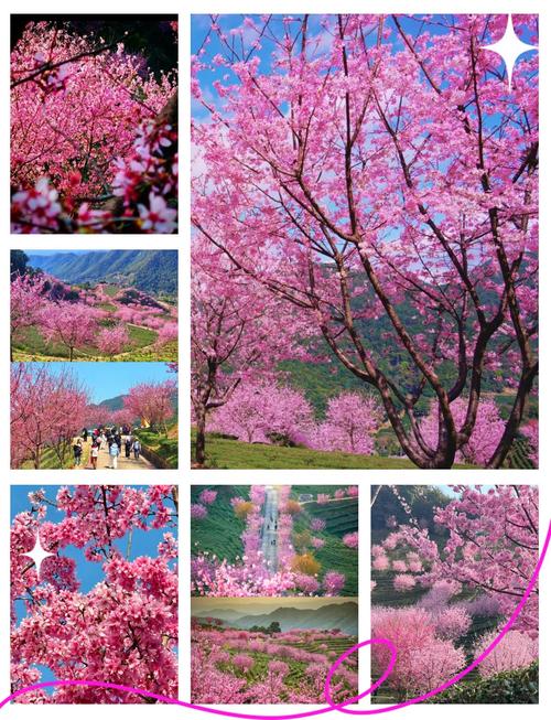 梅州樱花园