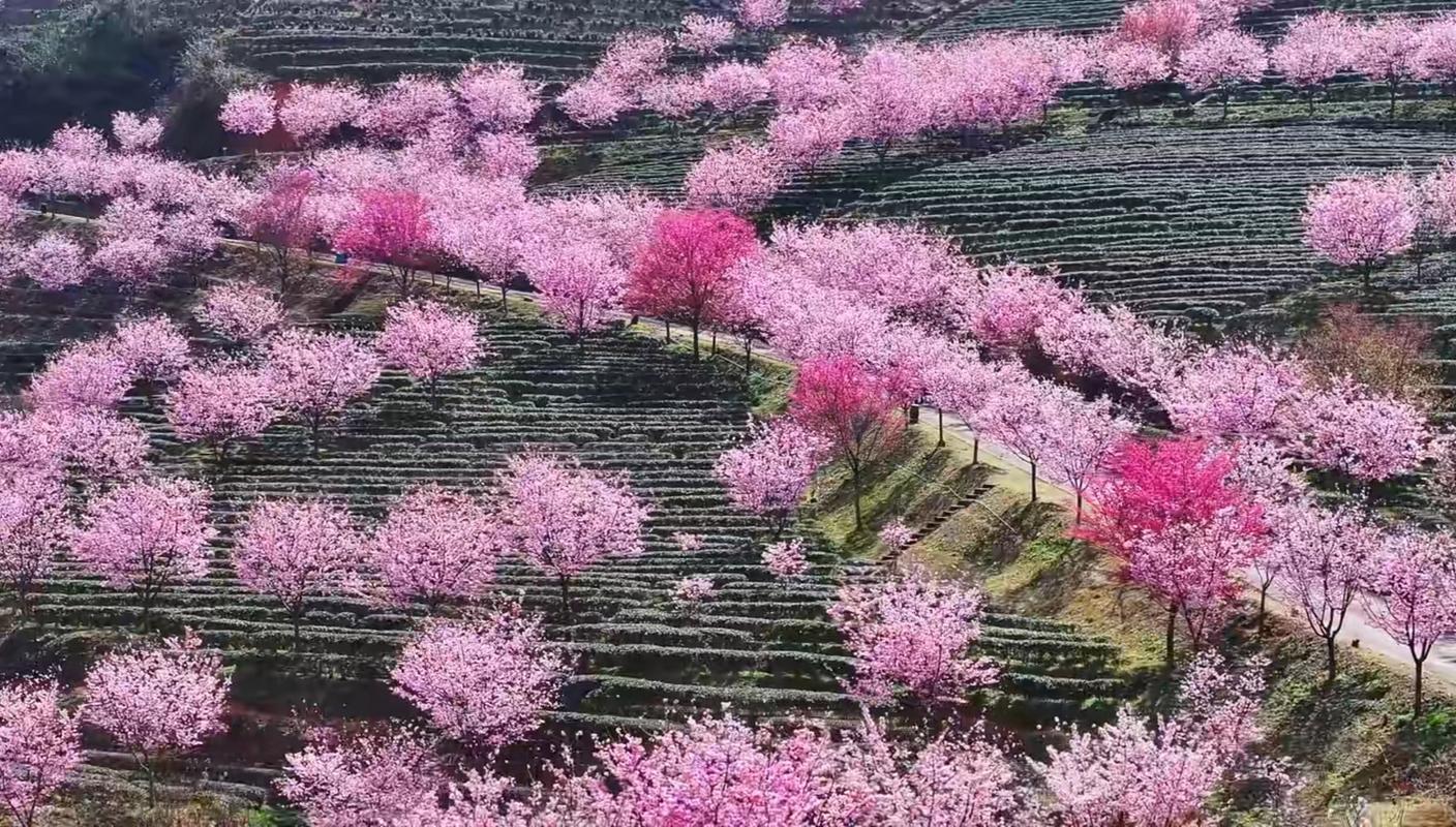 梅州樱花园