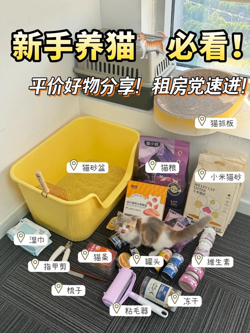 租房猫怎么养