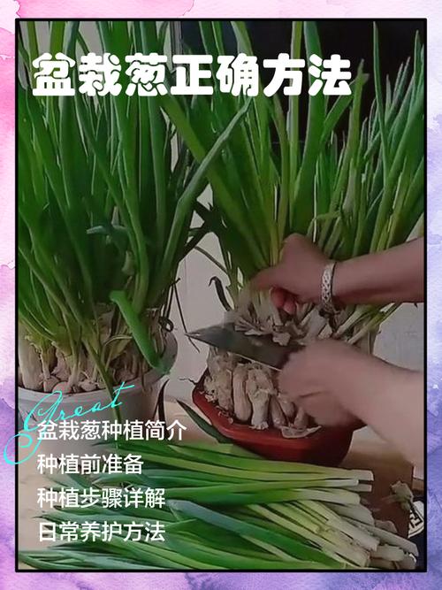 租房怎么种葱