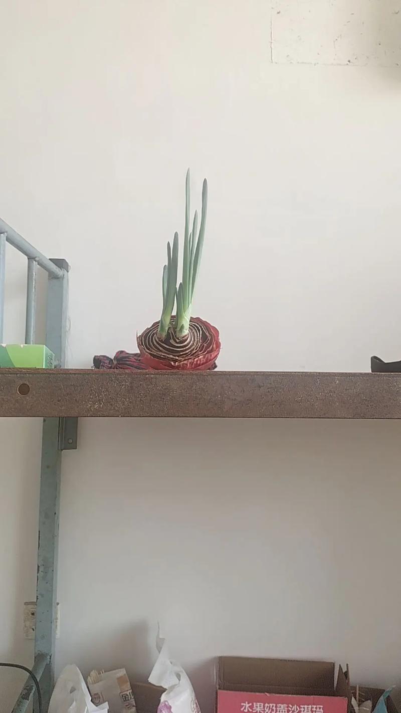 租房怎么种葱