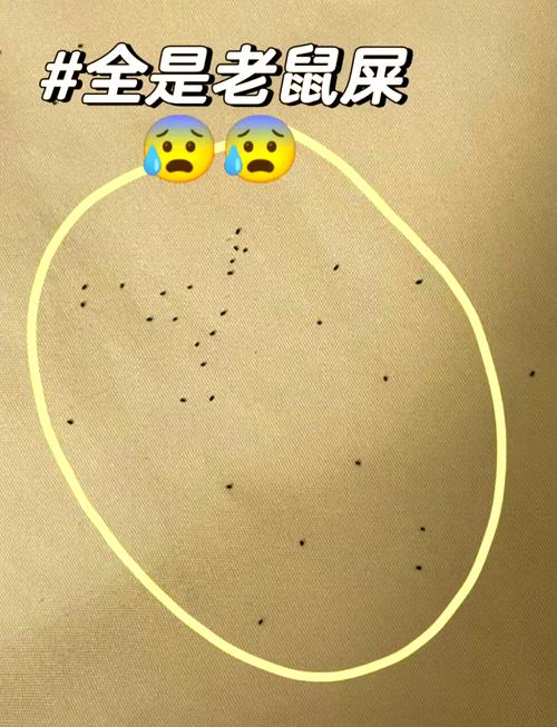 租房怎么避免老鼠