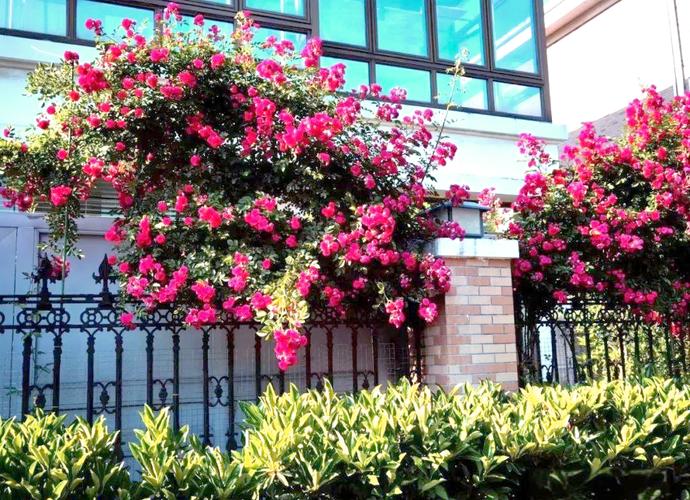 旭丽花园图片