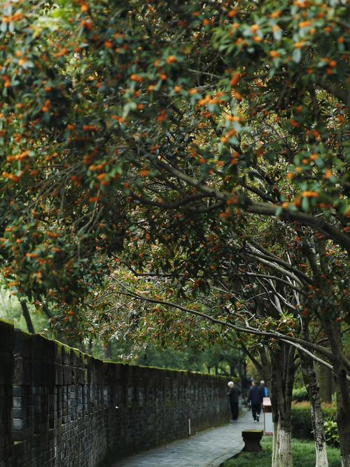 涧西桂花园