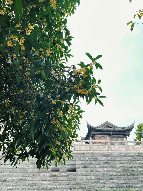 涧西桂花园