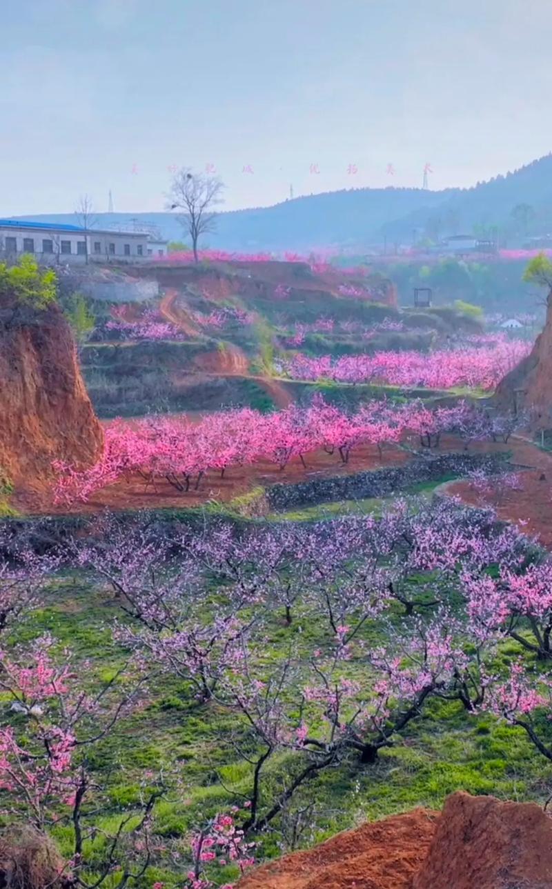 肥西桃花园