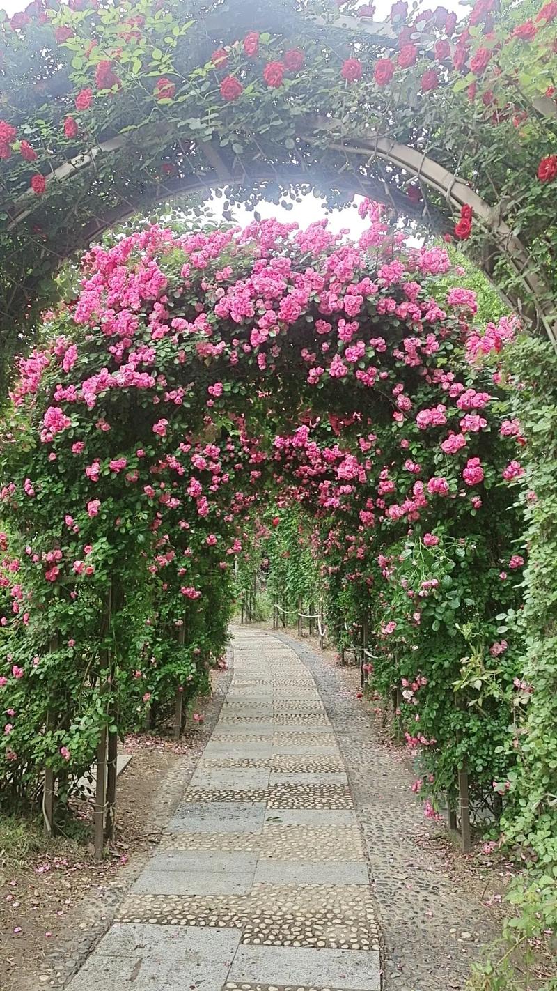 通州玫瑰花园