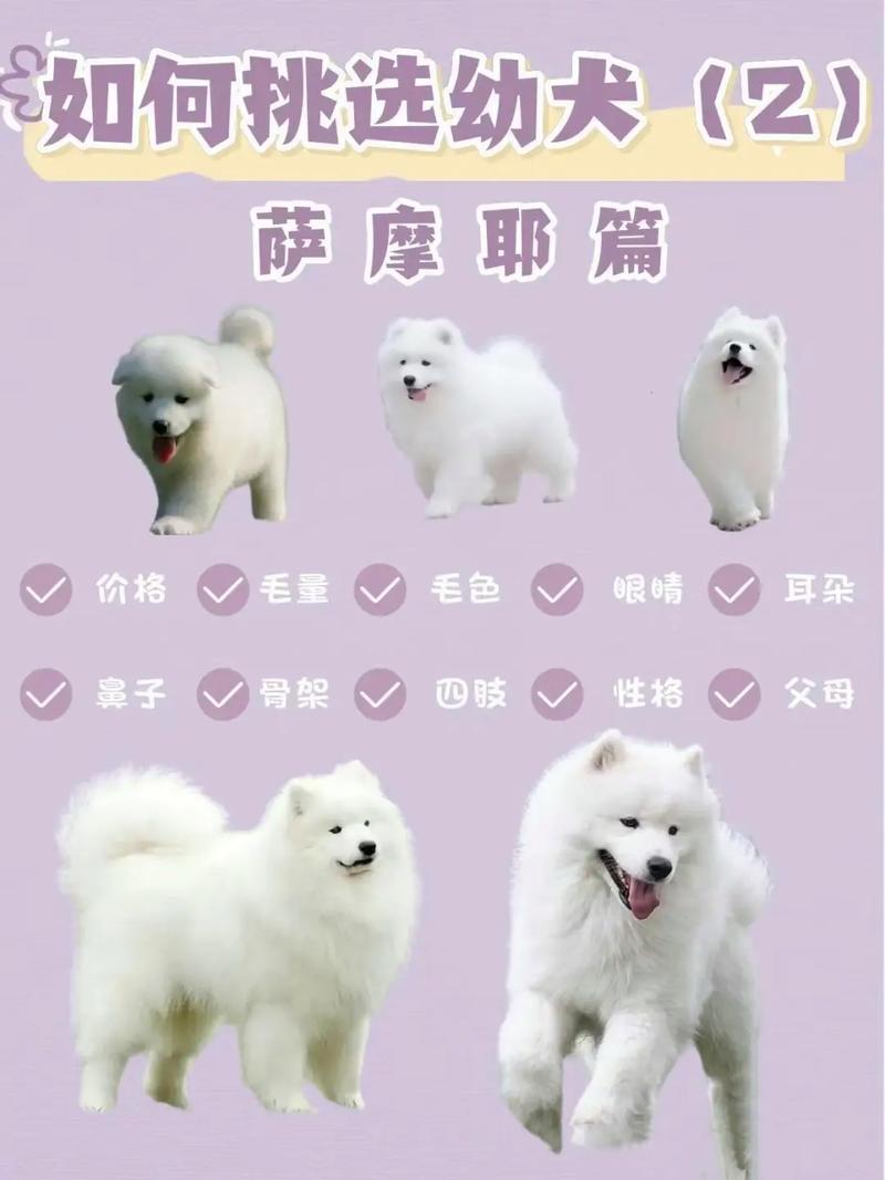 租房怎么养萨摩耶