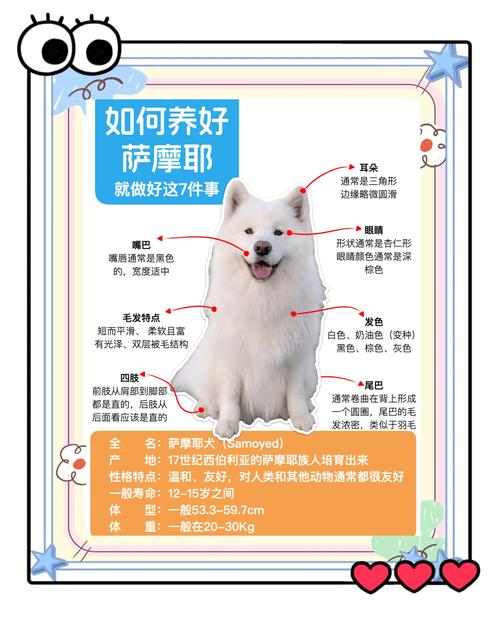 租房怎么养萨摩耶