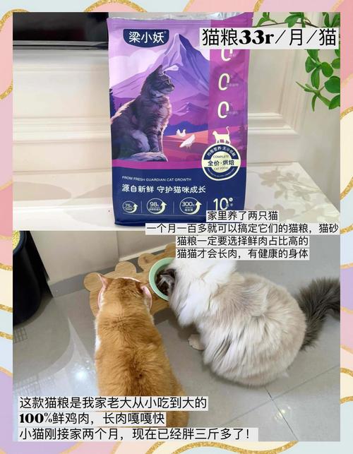 养猫租房怎么租
