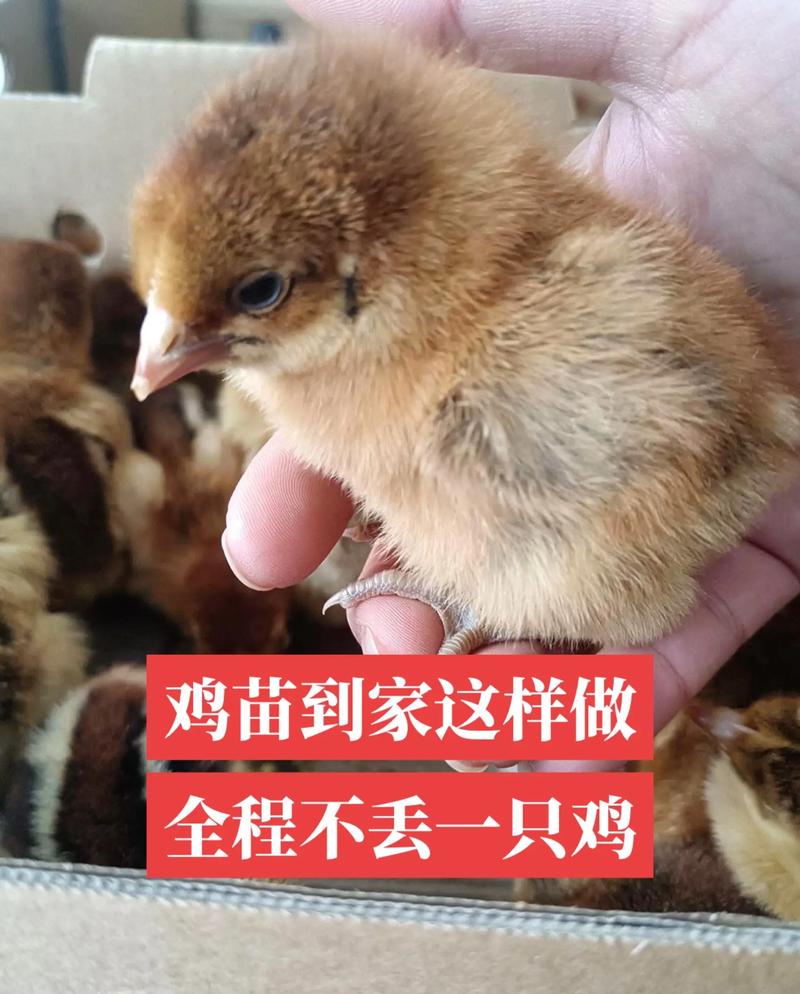 租房怎么养鸡