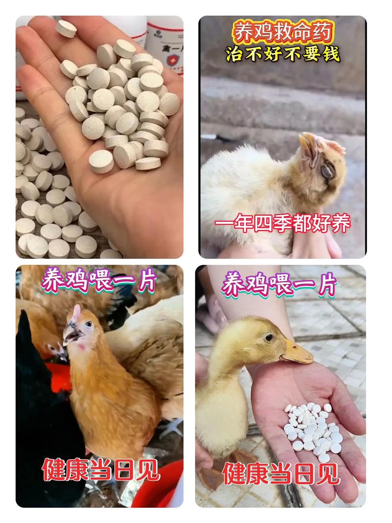 租房怎么养鸡