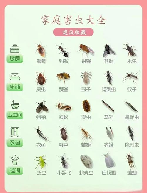 租房怎么除虫