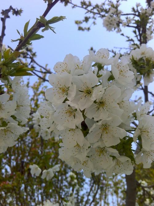 圣晖花园小区