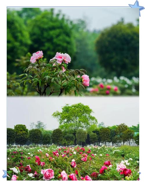 成都牡丹花园