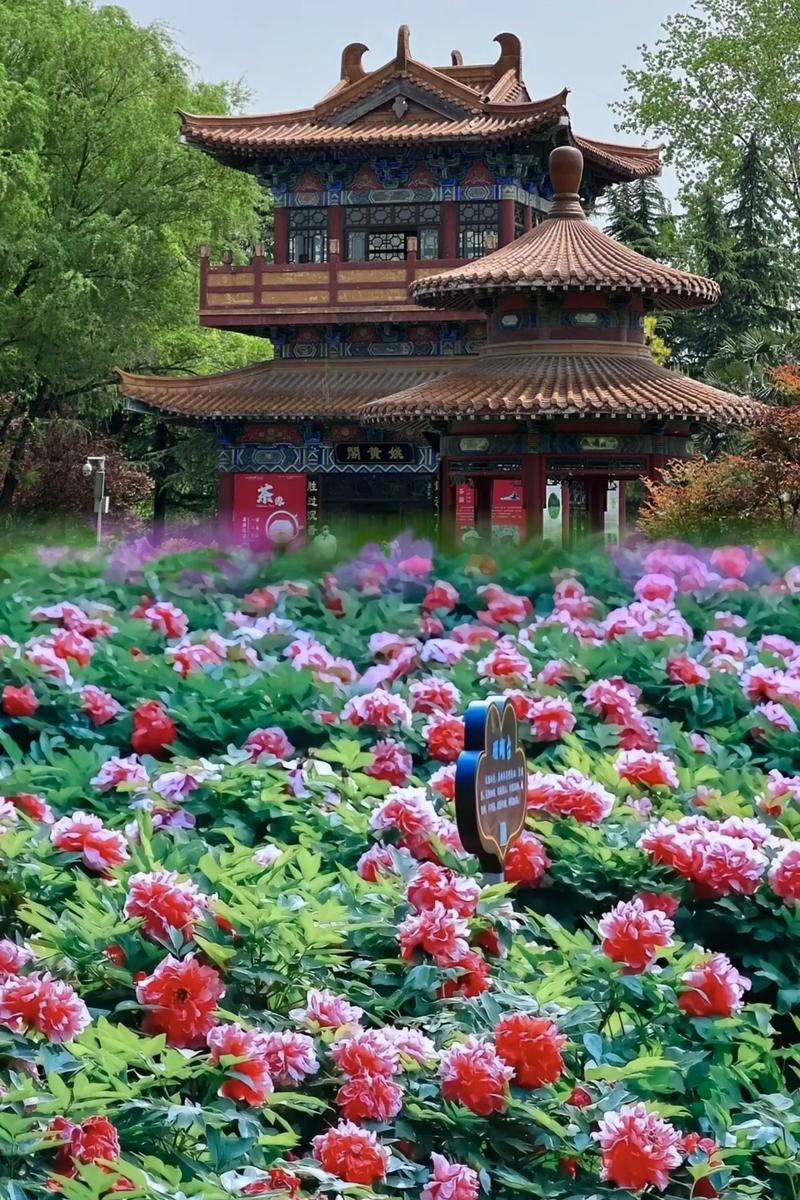 成都牡丹花园