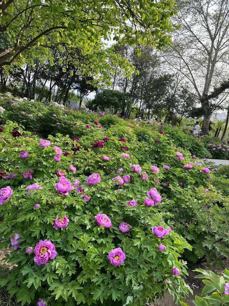 成都牡丹花园