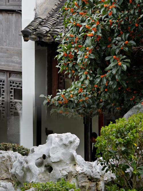 华阳桂花园